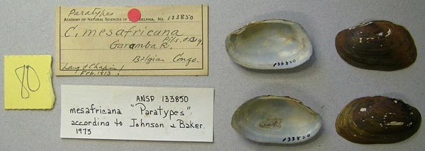 image of lot ANSP_133850 image of lot ANSP_133850