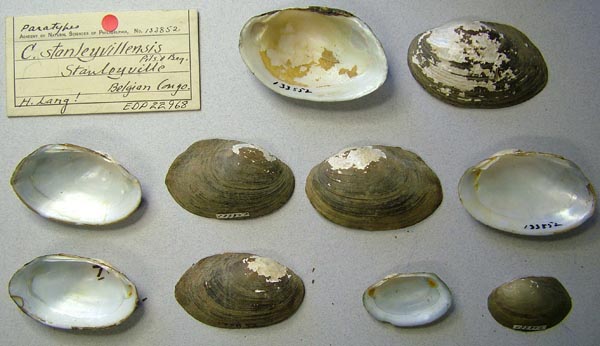 image of lot ANSP_133852 image of lot ANSP_133852