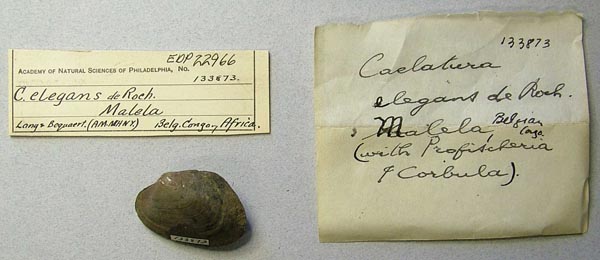 specimen