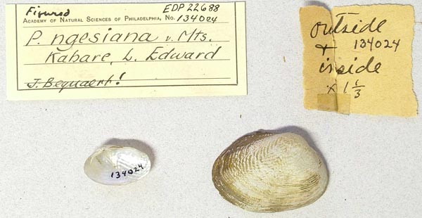 specimen