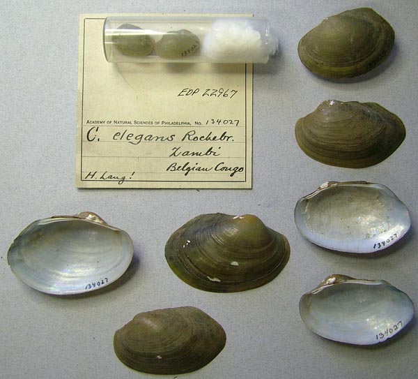 specimen