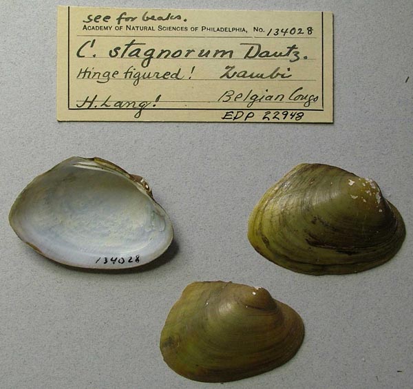 specimen