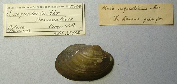 image of lot ANSP_146176 image of lot ANSP_146176