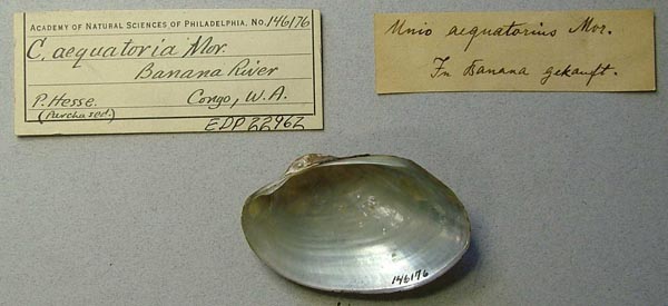 image of lot ANSP_146176 image of lot ANSP_146176