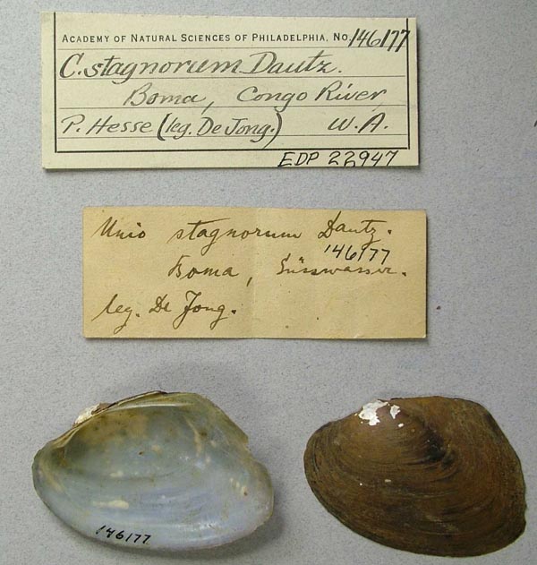 specimen