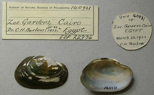 specimen