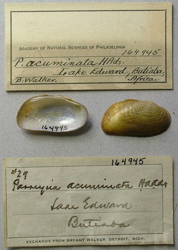 specimen