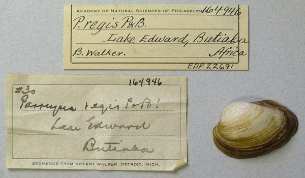 specimen