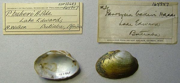 specimen