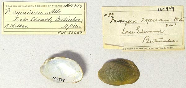 specimen