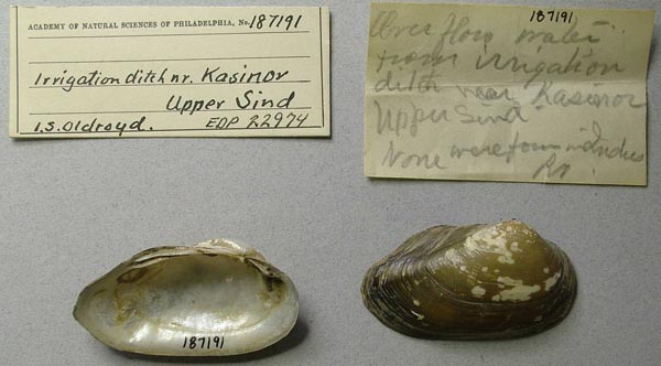 specimen
