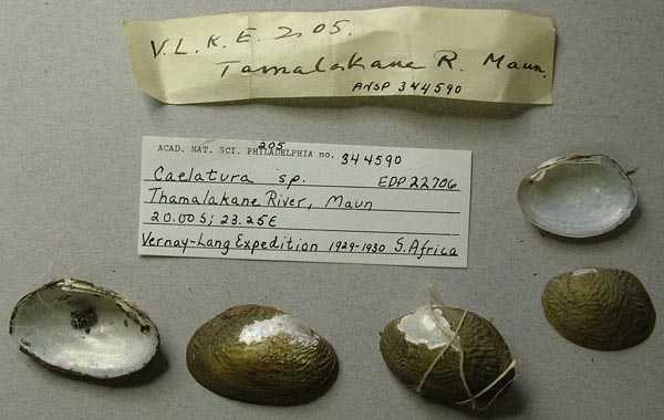 specimen