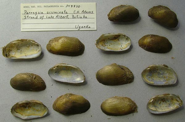 specimen