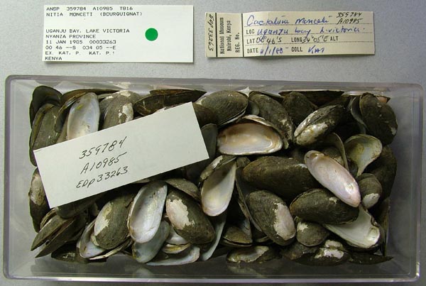 specimen