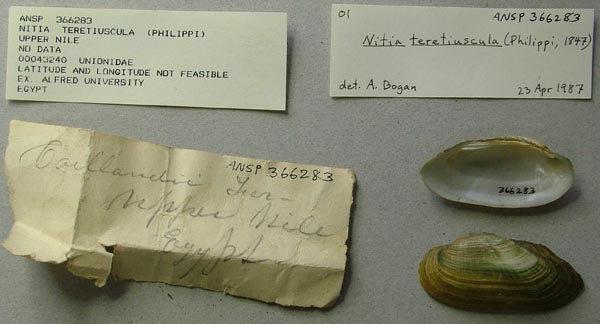 specimen