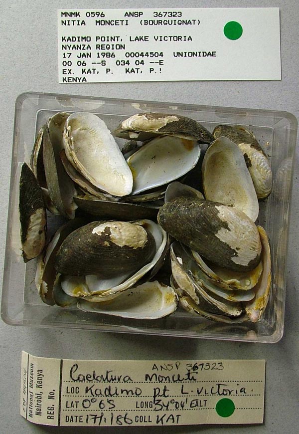 specimen