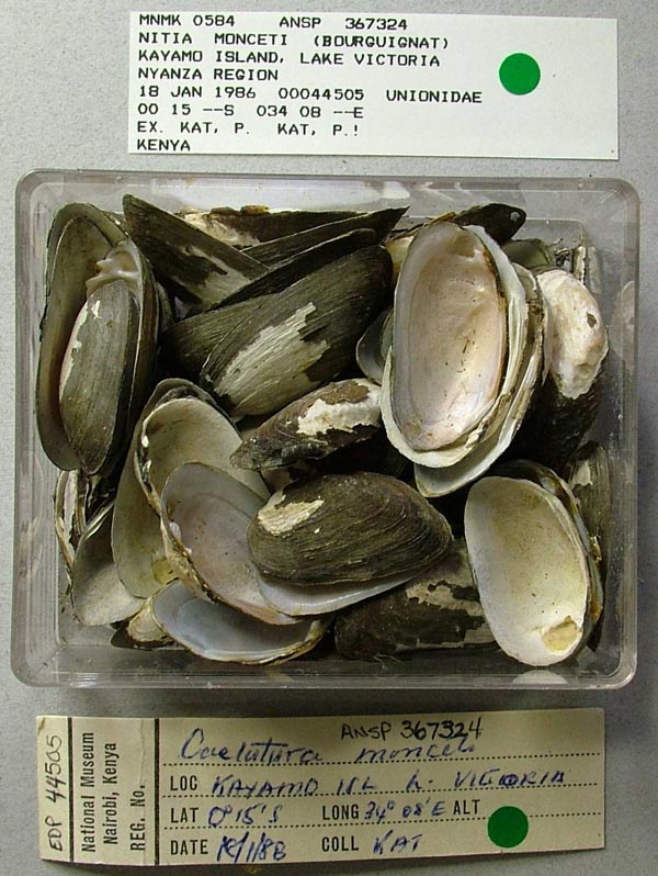specimen
