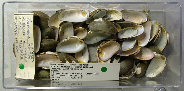 specimen