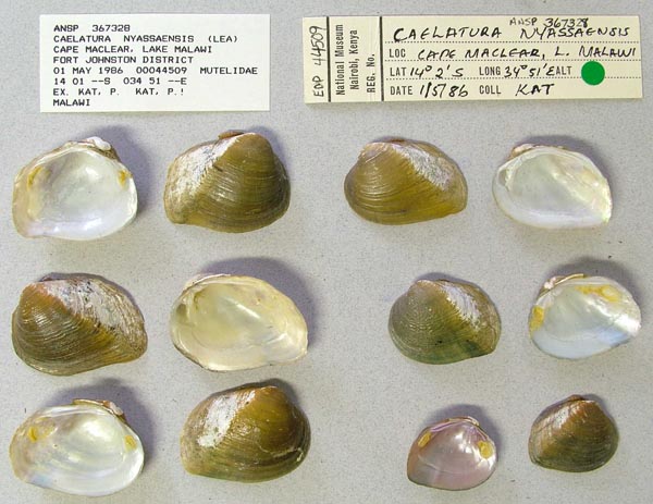 specimen