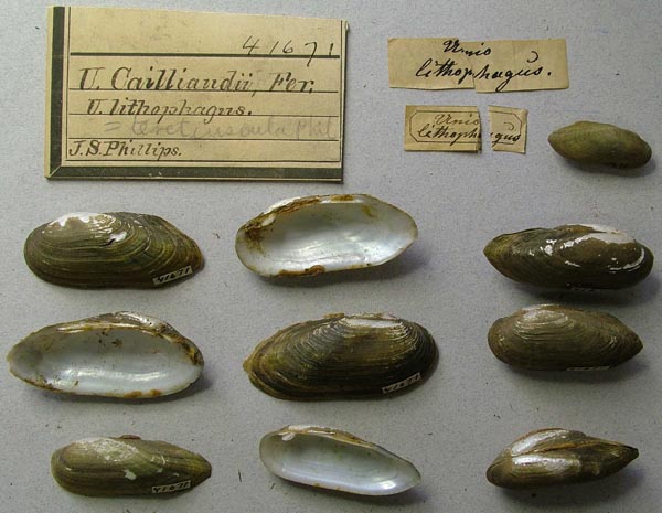 specimen