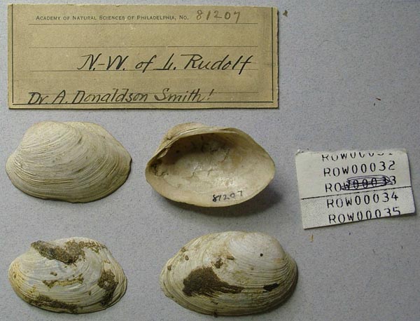 specimen