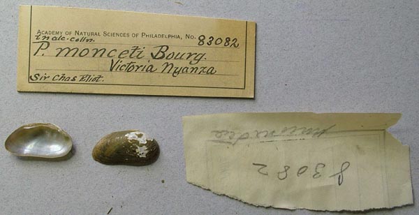 specimen