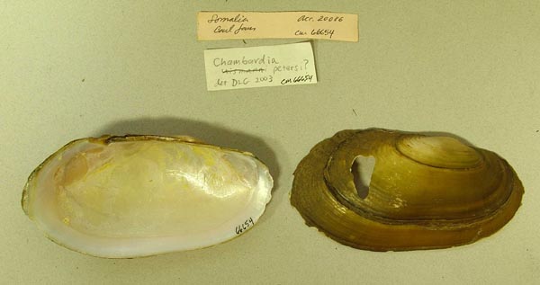 specimen