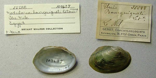 specimen