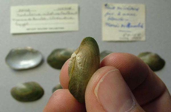 specimen