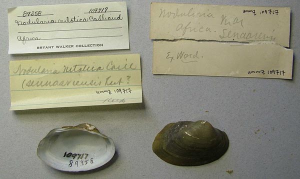 specimen