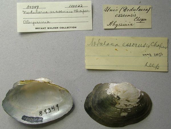 specimen