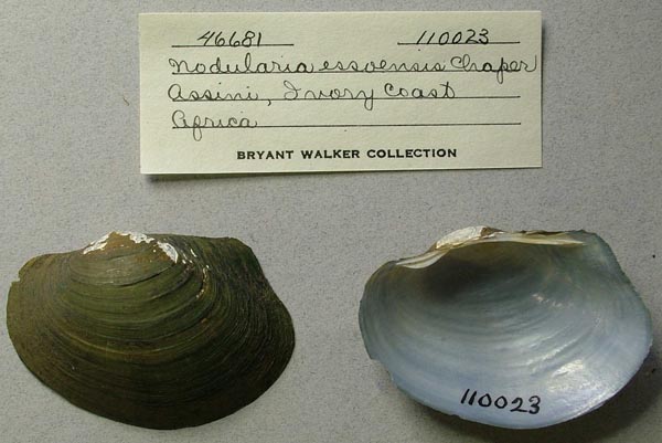 specimen