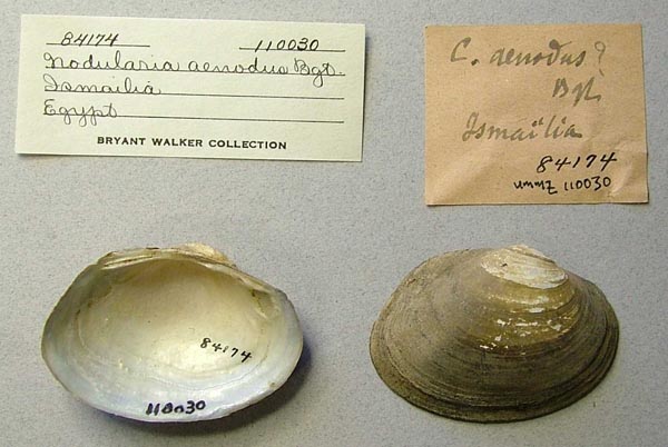 specimen
