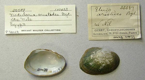 specimen