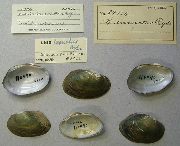 specimen