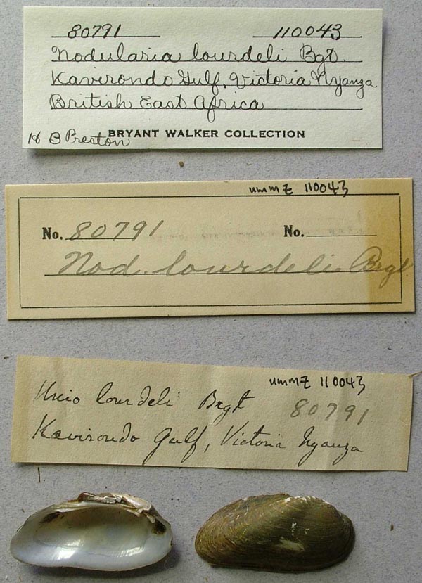 specimen