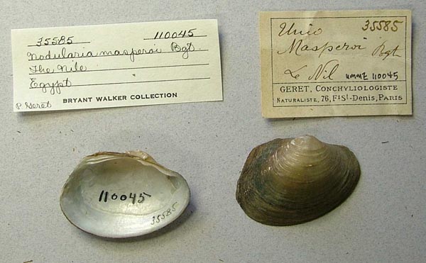 specimen
