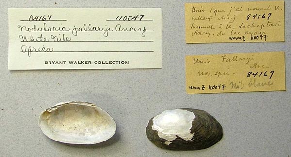 specimen