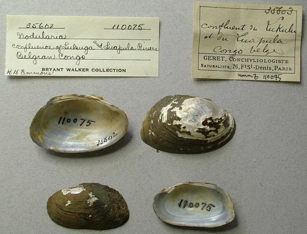 specimen