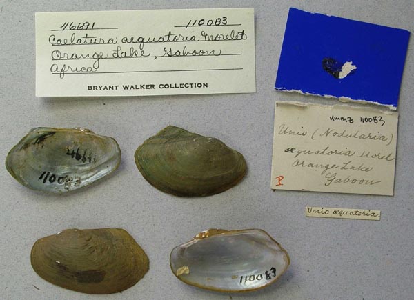 image of lot UMMZ_110083 image of lot UMMZ_110083