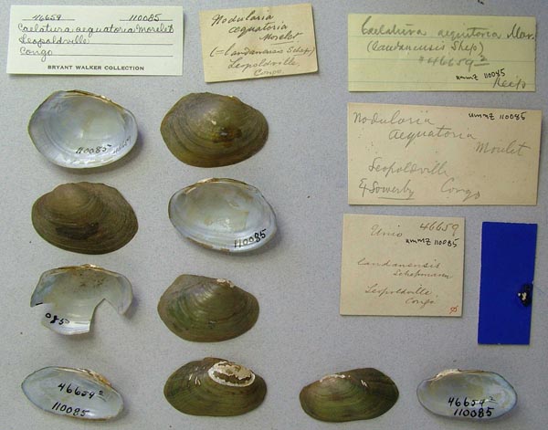 image of lot UMMZ_110085 image of lot UMMZ_110085