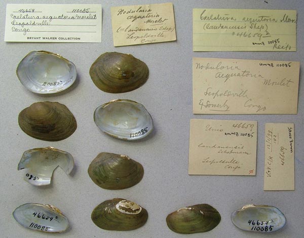 image of lot UMMZ_110085 image of lot UMMZ_110085