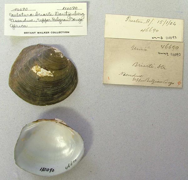 image of lot UMMZ_110090 image of lot UMMZ_110090