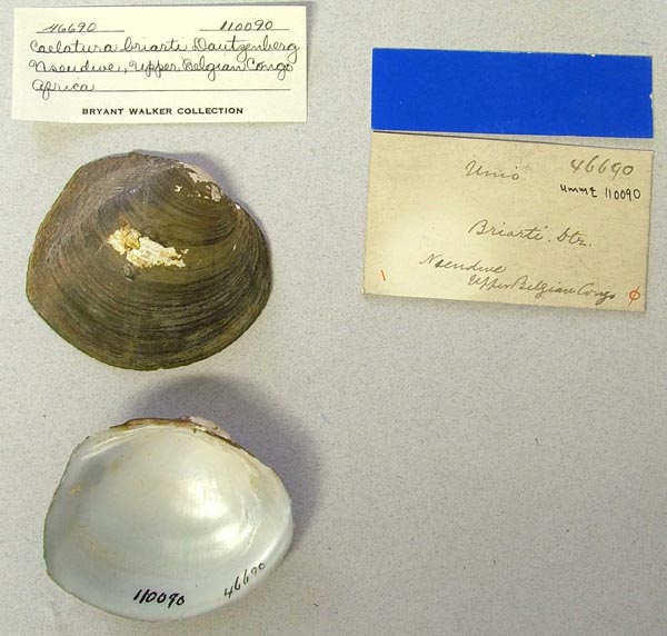 image of lot UMMZ_110090 image of lot UMMZ_110090