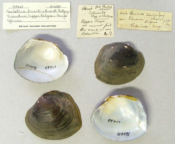 image of lot UMMZ_110091 image of lot UMMZ_110091