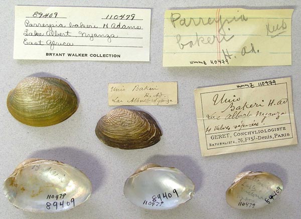 specimen