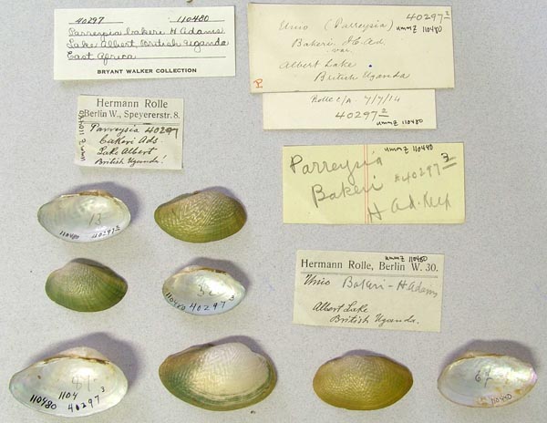 specimen