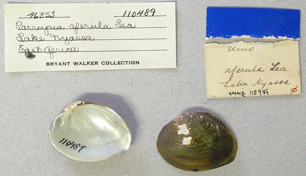 specimen