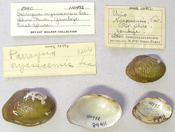 specimen