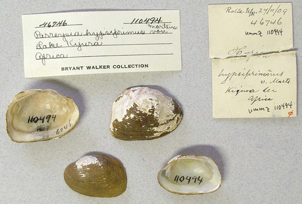 specimen